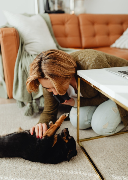 Vínculo humano – animal